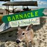 Barnacle Bed and Breakfast