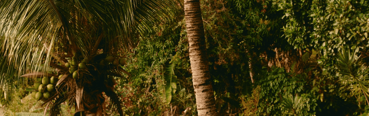 Tropical foliage.